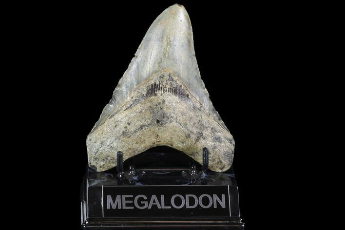 Fossil Megalodon Tooth - North Carolina #91338